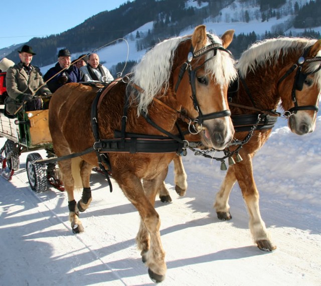Pferdeschlittenfahrt durch die verschneite Winterlandschaft